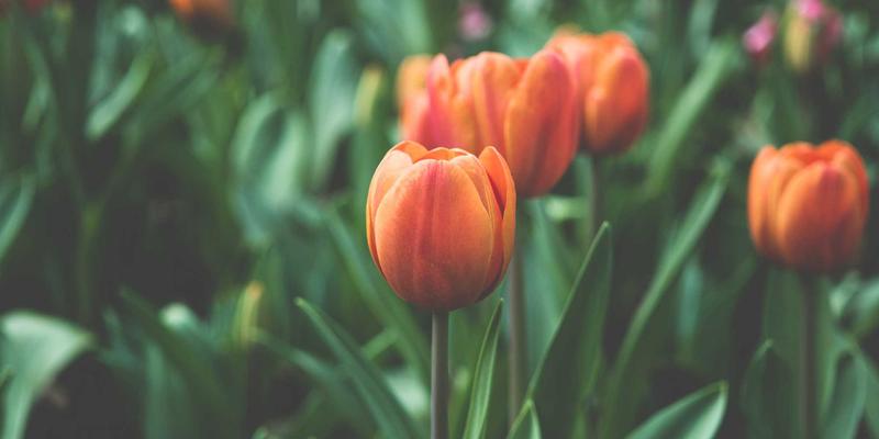 奥扎克湖旅行指南：四季美食攻略，从野生莓果到淡水鱼的舌尖之旅